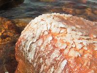 ����� �������� ����