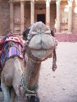 �����, ������� ������