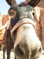 ������� �����