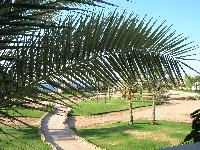 ��� �� ����