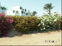 ������� ����� ��� � �����