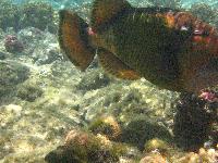 ��������� ��������