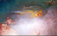 ����, ������������ � �����