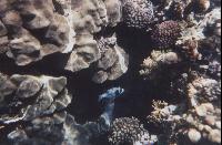 ��� �����