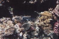 ��� �����