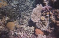 ��� ����� ���������� �������