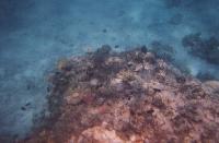 ��� �������