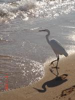 ����� �� �����