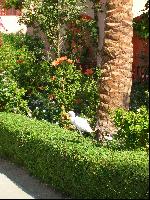 Iberotel Makadi Saraya Suites Resort & Family Resort - ������ ����� �����