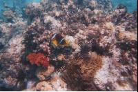 �������-���������