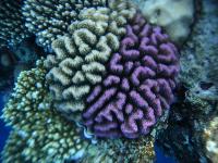 ����� ����