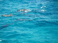 � �������� ������.....