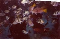 �� ������ ���