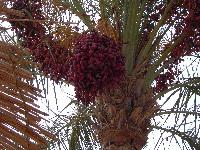 ���������� ������ � Seti Sharm