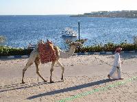 ������� ������