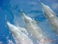 ����� �������������