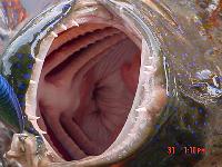 �����, ����� ���� ���� ��������