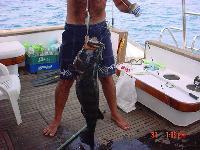 ������� ���