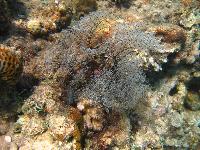 ������� ������)