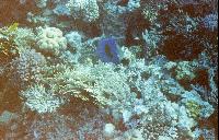 ��������� ���