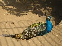 �������� ����.