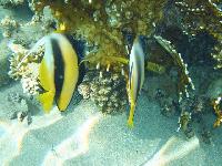 ���� ������������� �����