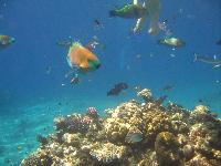 � ���� �����, ��� � ������.