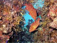 ��� ��������