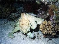 ������ ������