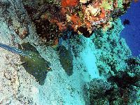 ���������...