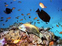 �����������