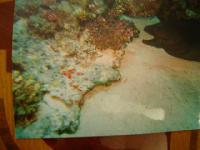 #20 - �������-����������