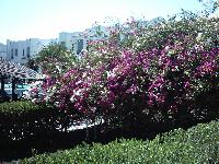 ��� ����