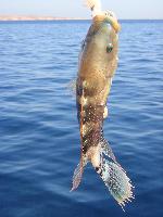 �� �������