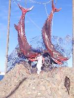 ������� ���