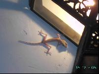 ������ "��������"