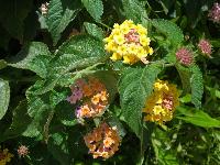 ������ �������