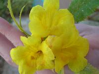 ������ �����