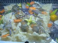 � ������ ���������