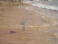 ������� �����