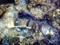 Domina ��� � �������