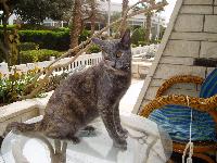 �������-2006