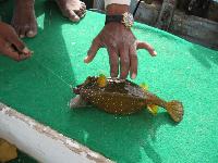 ����-������