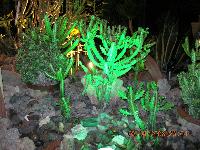 ������ �������