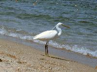 ������ ������ ����� ���