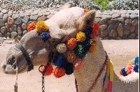 ����� ����