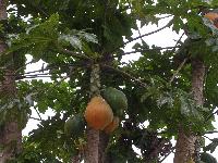 ��� ������ ������