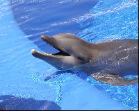 ������� ��������