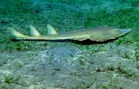 �����-������