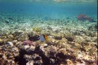 ��������� ���